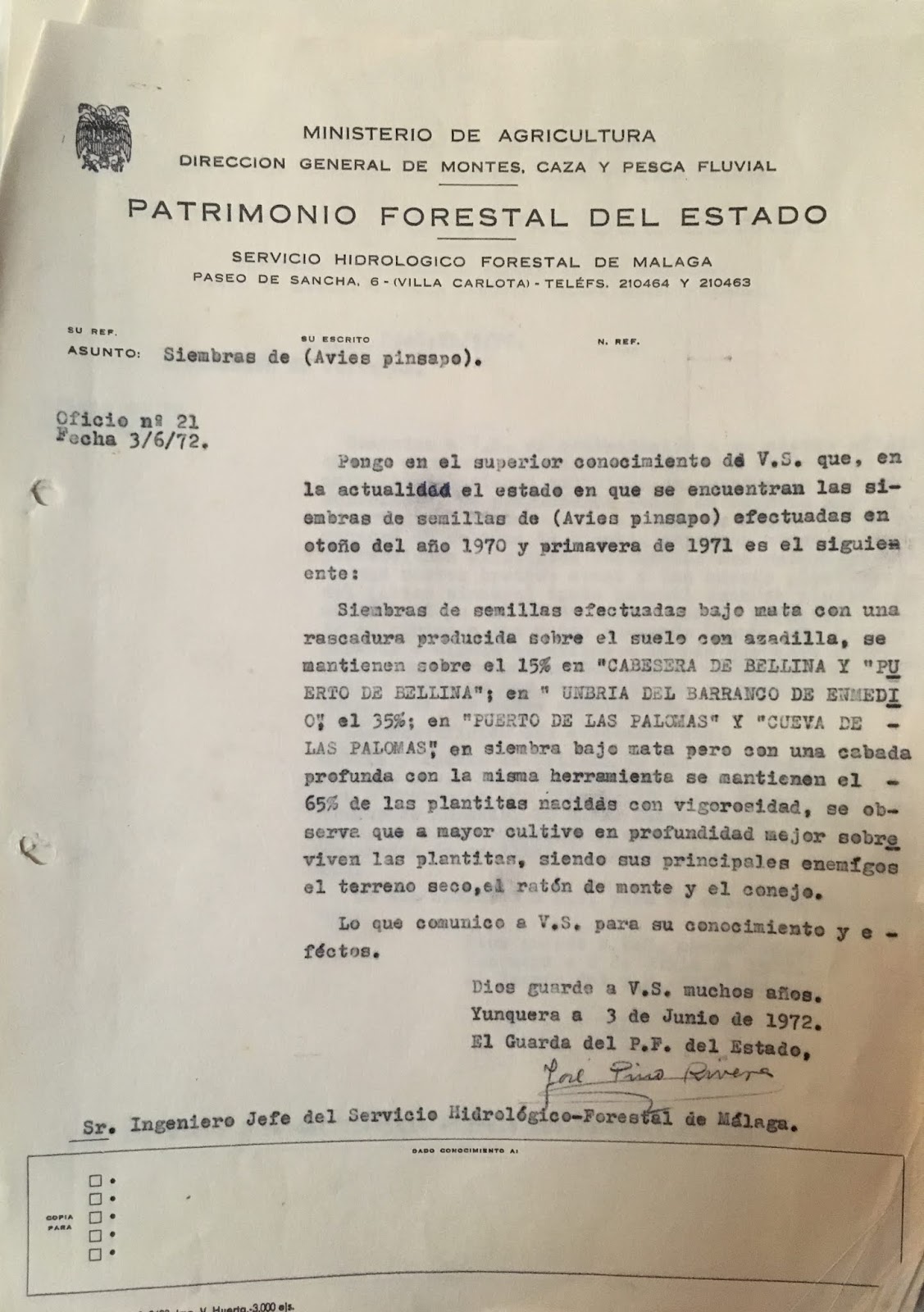 Oficio nº 21, de 03/06/1972, informando sobre las siembras de pinsapo realizadas en 1970 y 1971