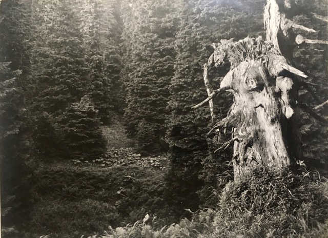 Tronco de abeto rojo de 400 a 500 años. Fotografía de Rudolf Janda.