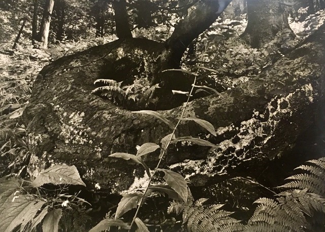 Ejemplar de abeto rojo con un crecimiento extraño. Fotografía de Rudolf Janda. 