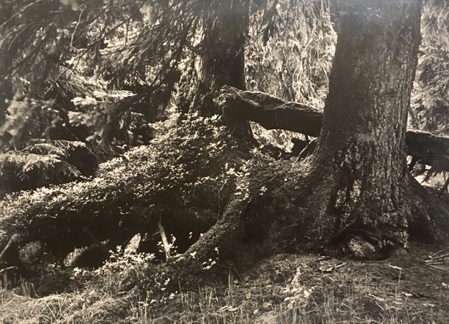 Monte virgen de abeto rojo (Moravia). Fotografía de Rudolf Janda.
