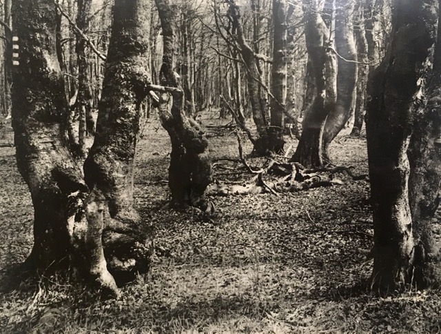 Vista de una reserva de monte virgen de Europa (Bohemia). Fotografía de Rudolf Janda.