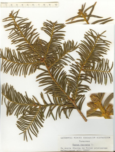 Ramillo de tejo recolectado en el puerto de los Pilones el 16/09/1975. Lámina del 'Laurentii Minoux Herbarium Hispanicum'. 