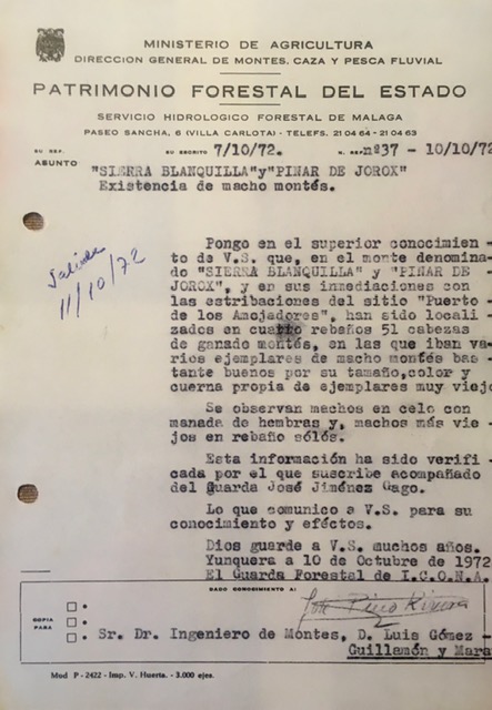 Oficio de 10/10/1972, con registro nº 37, informando de las existencias de macho montés en Sierra Blanquilla y Pinar de Jorox.