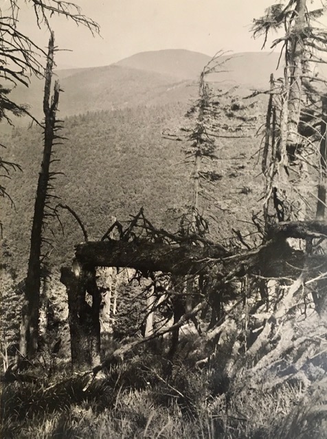 Monte de abeto rojo (Picea excelsa), Moravia. Fotografía de Rudolf Janda.