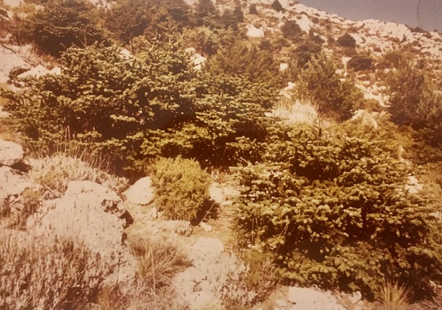 Lavandulas, pinsapos gachapones y pinos silvestre. Fotografía de Rudolf Janda, verano de 1983.