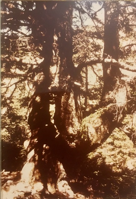 Pinsapo El Moreno. Fotografía de Rudolf Janda, verano de 1983.