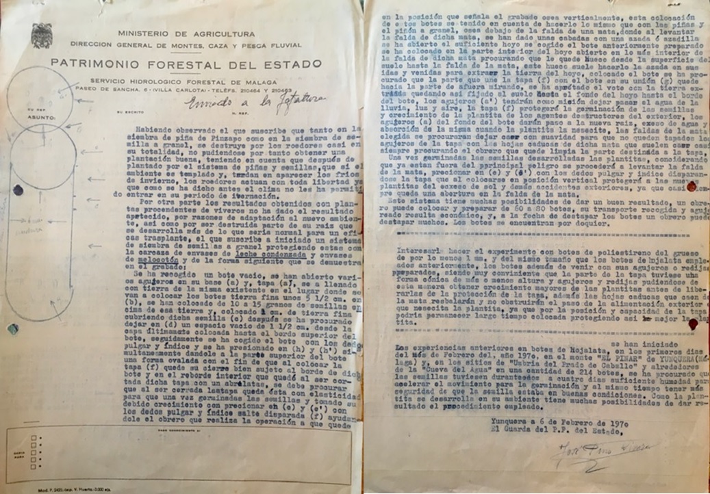 Informe de 06/02/1970 de la experiencia de siembra de pinsapo con protectores en Prado Caballo y cueva del Agua.