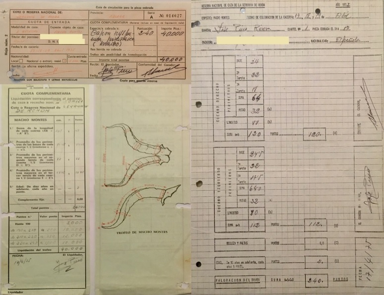 Guía, liquidación y medición de trofeo de macho montés cazado el 17/04/1975 en la RNC de la Serranía de Ronda.
