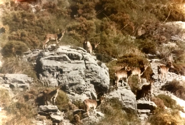 Grupo de cabras monteses (Capra pyrenaica Schinz) en la RNC de la Serranía de Ronda.