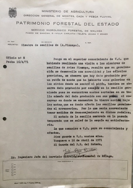 Oficio de 16/04/1971, informando sobre las siembras de pinsapo.