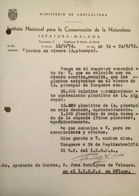 Oficio nº 34, de 24/09/1974, informando de las existencias de planta de pinsapo en el vivero.
