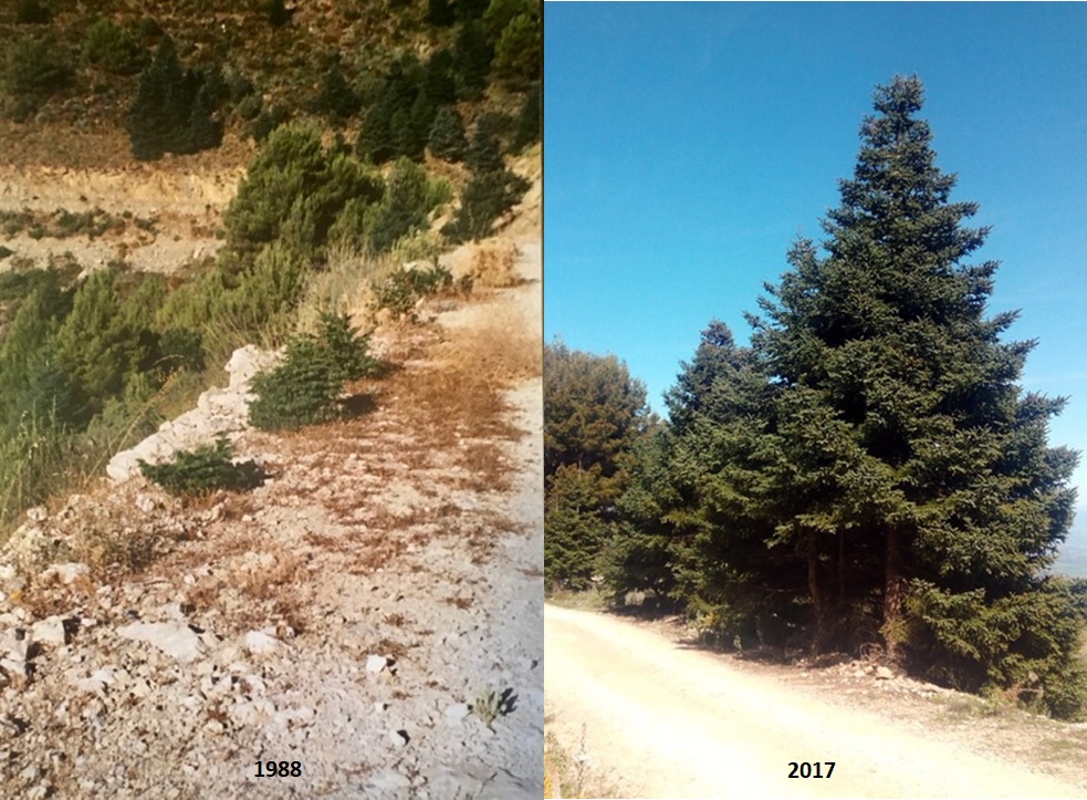 Montaje de dos imágenes de pinsapos en la pista forestal de la solana del Caucón en el monte Pinar de Yunquera.