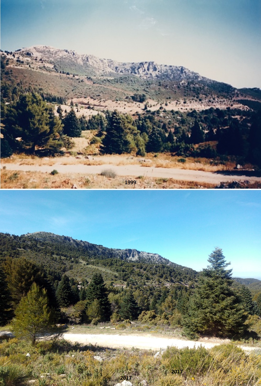 Montaje con dos imágenes del pinsapar del Hoyo de Millán en el monte Pinar de Yunquera.
