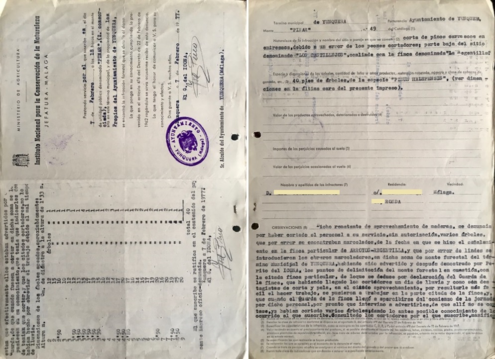 Oficio denuncia de 07/02/1977, por corta de pinos carrascos en entresaca en la parte baja de Los Castillejos en el monte Pinar de Yunquera.