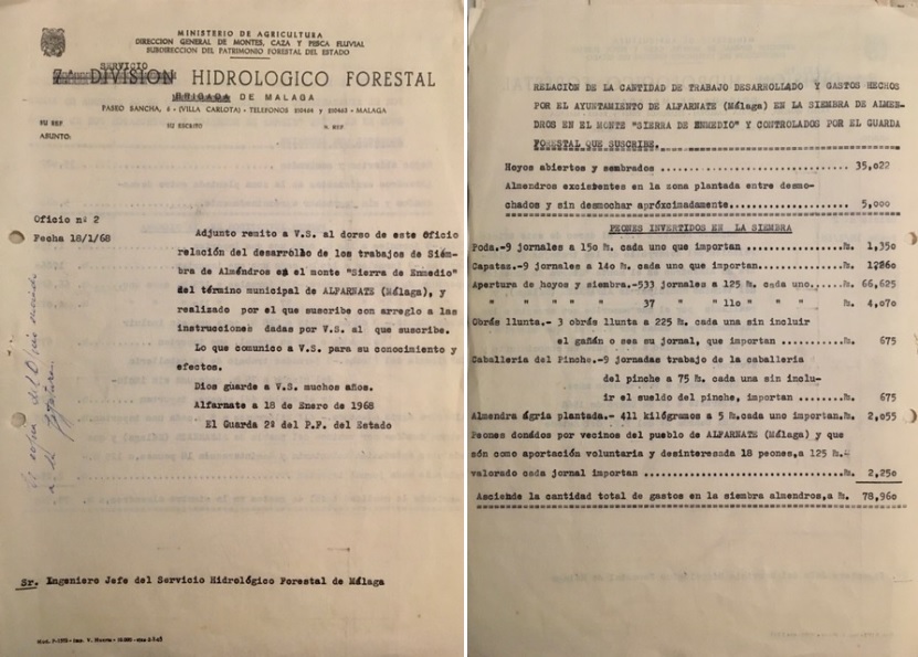Oficio de 18/01/1968, informando sobre los trabajos de siembra de almendros en el monte Sierra de Enmedio de Alfarnate.