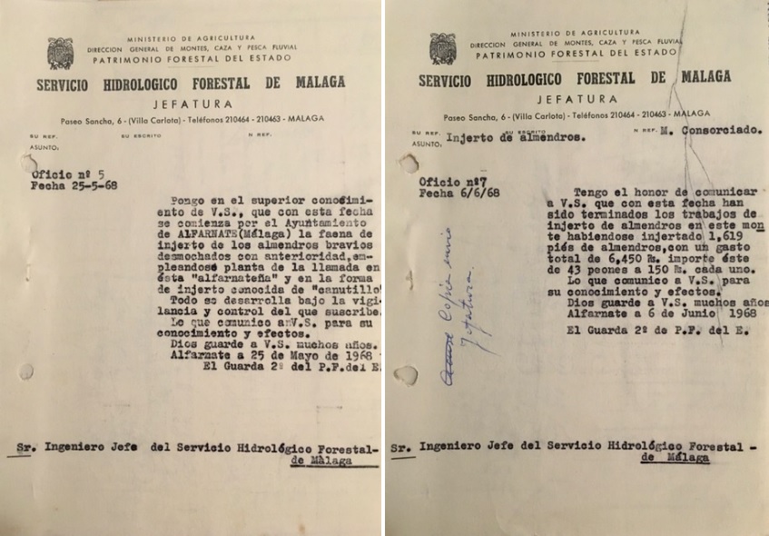 Oficios de 25/05/1968 y de 06/06/1968, informando sobre los injertos de almendros en el monte Sierra de Enmedio de Alfarnate.