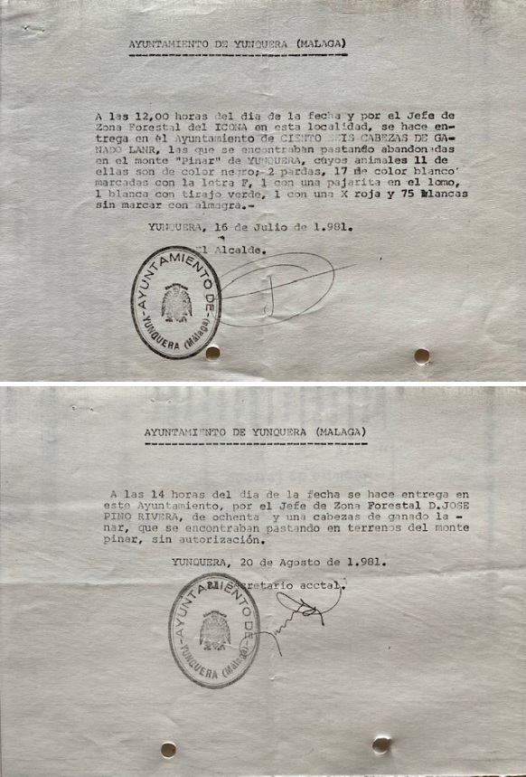Recibos de 16/07/1981 y de 20/08/1981 del Ayuntamiento de Yunquera de entrega de ganado encontrado en el monte Pinar de Yunquera.