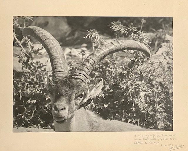 Fotografía de macho montés de la Reserva Nacional de Caza de la Serranía de Ronda, monte de Yunquera (Málaga).
