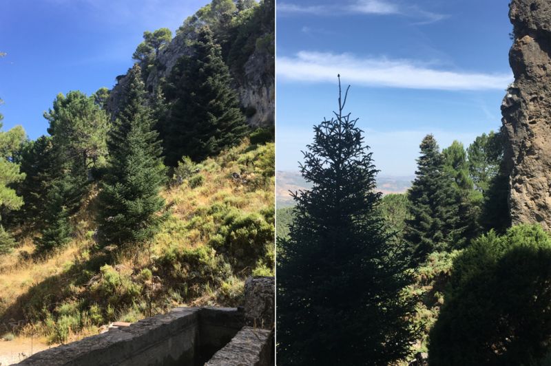 Imágenes del pinsapar de la cueva del Agua del monte Pinar de Yunquera repoblado por José Pino Rivera en 1970.