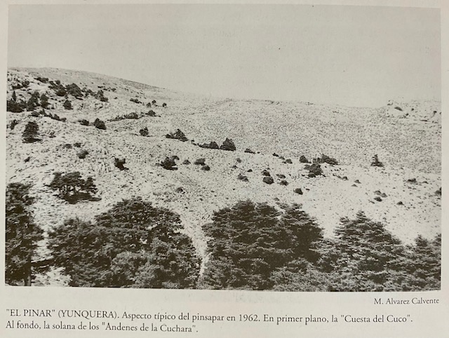 Ladera Oeste del Cuco desde el llano de la Casa, monte Pinar de Yunquera. Fotografía de Álvarez Calvente (1962).