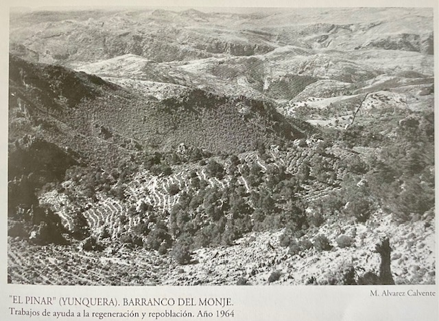 Solana del barranco del Monje, monte Pinar de Yunquera. Fotografía de Álvarez Calvente (1962).