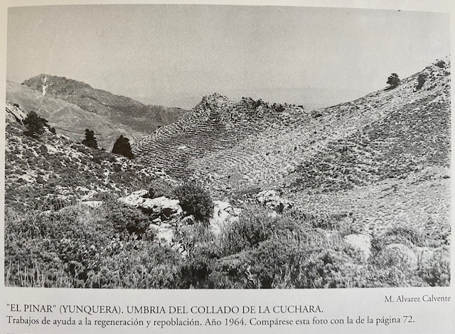 Umbría del Collado de la Cuchara, monte Pinar de Yunquera. Fotografía de Álvarez Calvente (1964).