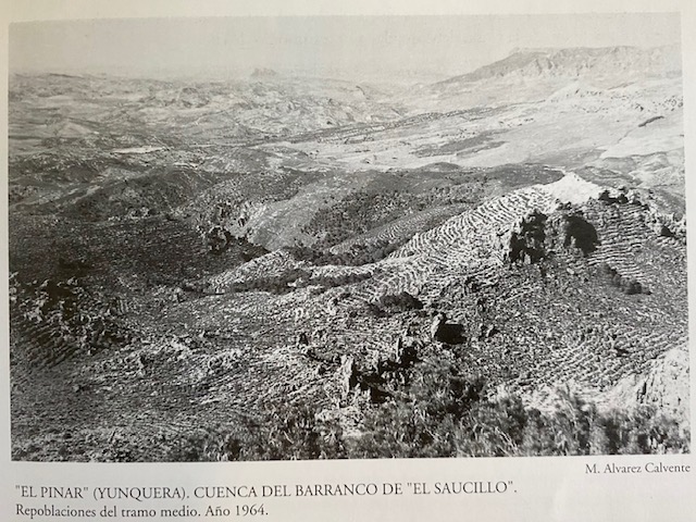 Los Castillejos, monte Pinar de Yunquera. Fotografía de Álvarez Calvente (1964).