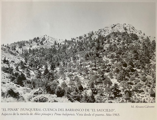 Barranco del Saucillo, monte Pinar de Yunquera. Fotografía de Álvarez Calvente (1963).