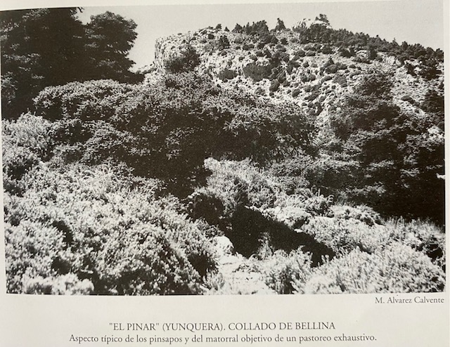 Puerto de Bellina, monte Pinar de Yunquera. Fotografía de Álvarez Calvente (1963).