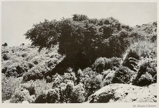 Pinsapo y matorral excesivamente ramoneado, monte Pinar de Yunquera. Fotografía de Álvarez Calvente (1963).