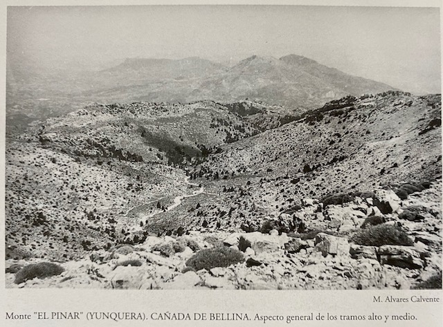 La cañada de Bellina desde cerro Alto, monte Pinar de Yunquera. Fotografía de Álvarez Calvente (1963).