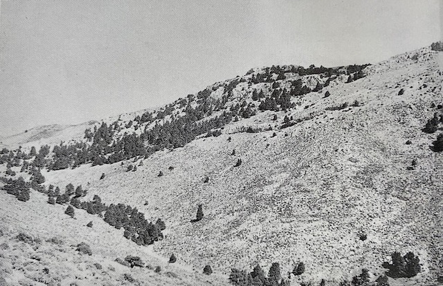 Bosquetes de pinsapos, monte Pinar de Yunquera. Fotografía de Álvarez Calvente (1963).