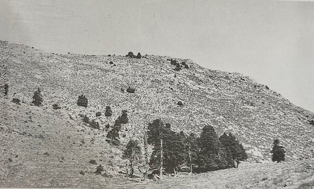 Bosquete de pinsapos del llano de la Casa, monte Pinar de Yunquera. Fotografía de Álvarez Calvente (1963).