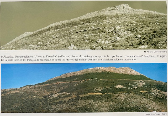 Fotomontaje de la repoblación forestal del monte Sierra de Enmedio de Alfarnate (Málaga).