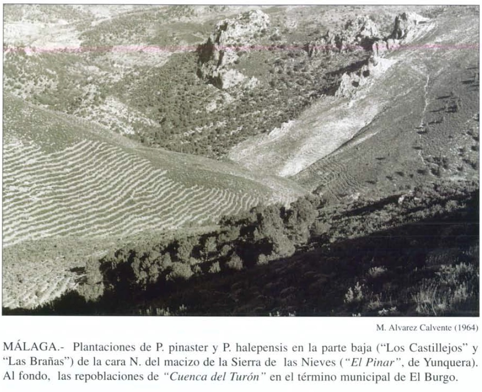 Repoblación forestal en los Castillejos y Las Bañas. Fotografía de Álvarez Calvente (1964).