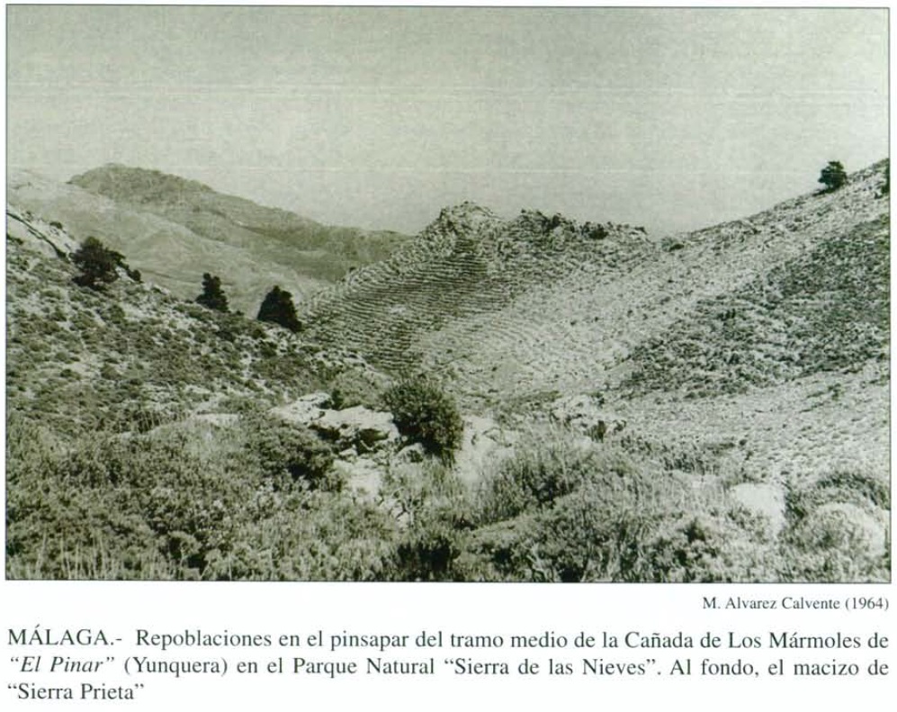 Repoblación forestal en la cañada de los Mármoles. Fotografía de Álvarez Calvente (1964).