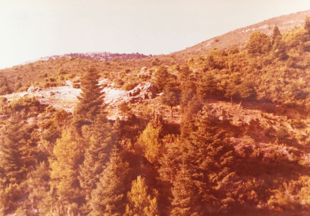 Pinsapar del Hoyo de Millán. Fotografía de Laurent Minoux (1975).