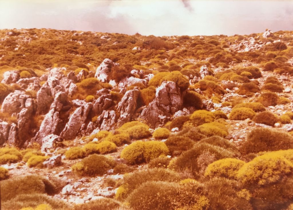 Matorral almohadillado camino de la peña de los Enamorados. Fotografía de Laurent Minoux (1975).