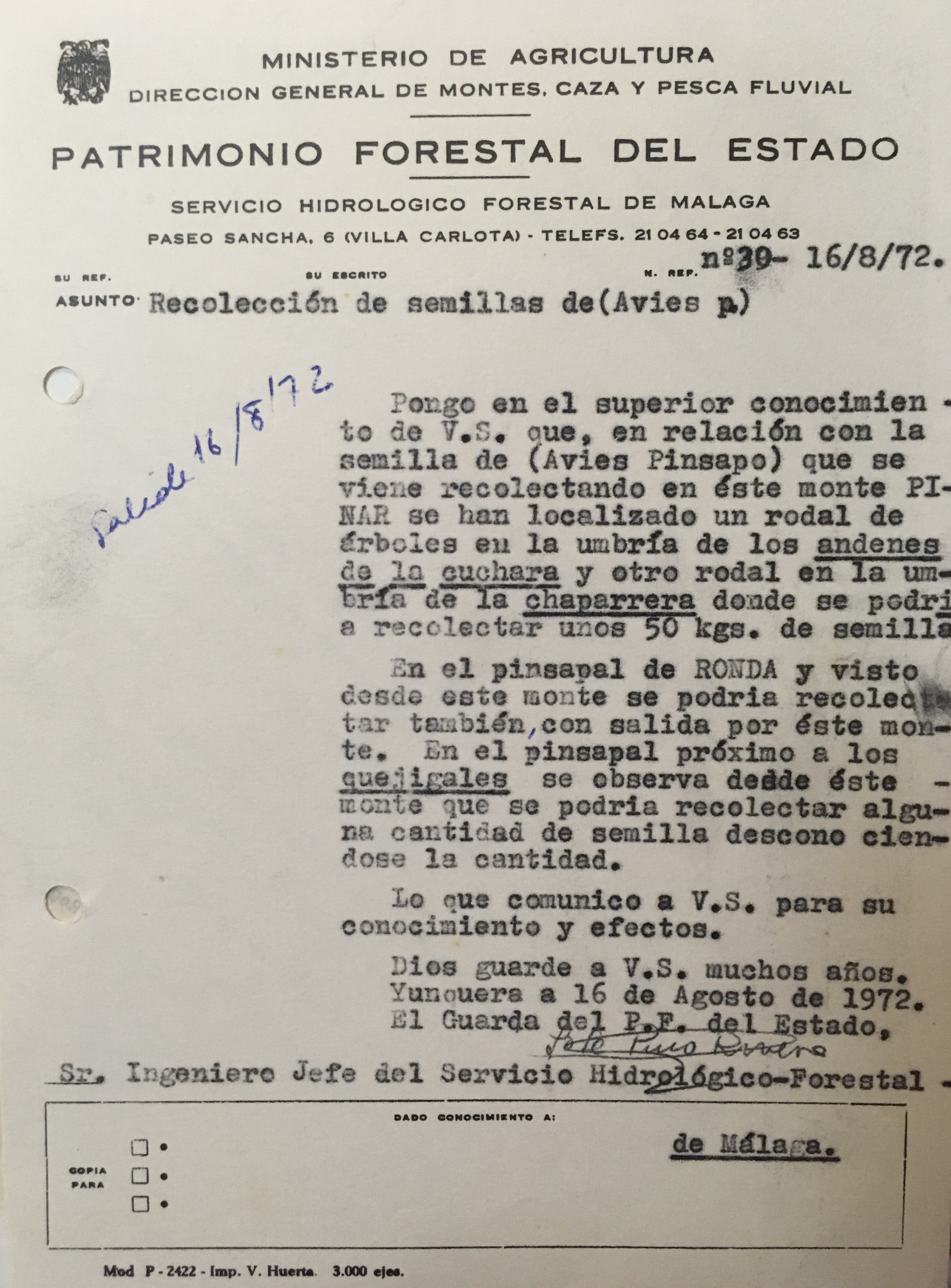 Oficio de 16/08/1972 estimando la cantidad de semilla de pinsapo a recoger.