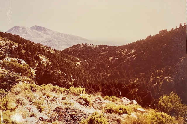 Pinsapar de la cañada del Saucillo. Fotografía de Rudolf Janda (1983).