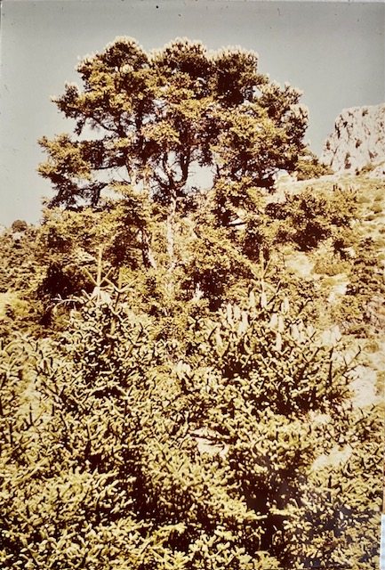 Pinsapo 'El Moreno'. Fotografía de Rudolf Janda (1983).