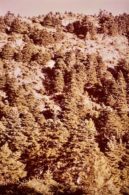 Pinsapar de la solana de la cañada del Saucillo. Fotografía de Rudolf Janda (1983).