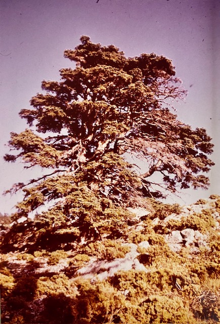 Pinsapo. Fotografía de Rudolf Janda (1983).