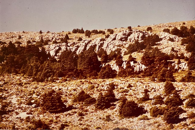 Pinsapos en la subida al Cuco. Fotografía de Rudolf Janda (1983).