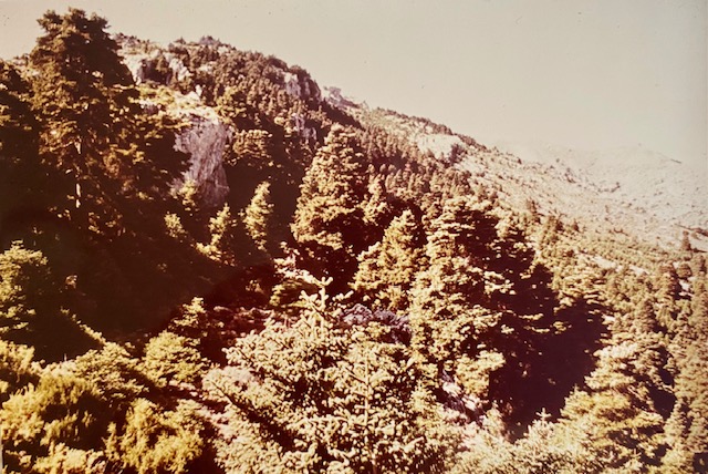 Pinsapar de la umbría de Bellina. Fotografía de Rudolf Janda (1983).