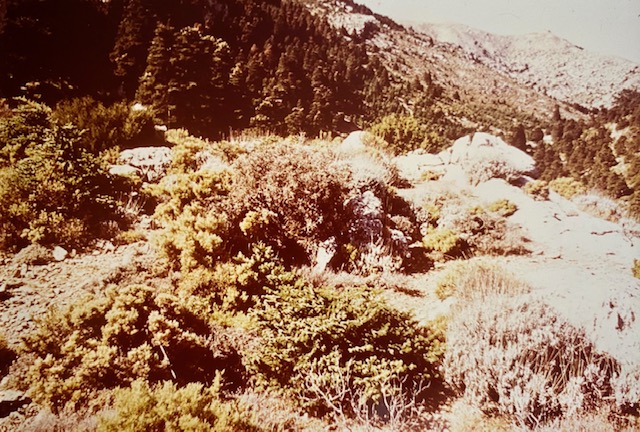 Pinsapar de la umbría de Bellina. Fotografía de Rudolf Janda (1983).