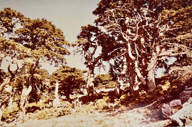 Pinsapos. Fotografía de Rudolf Janda (1983).