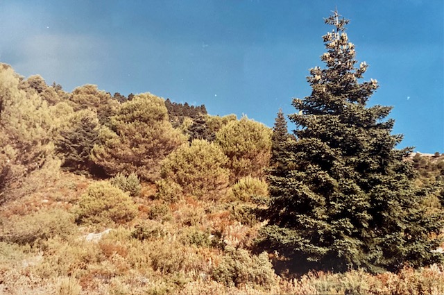 Zona de solana en el Caucón. Fotografía de José Pino Díaz (1988).