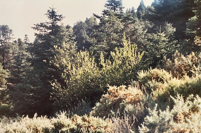 Zona de la cañada del Saucillo. Fotografía de José Pino Díaz (1988).