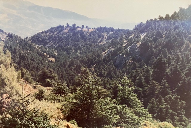 Pinsapar de la Cañada del Saucillo. Fotografía de José Pino Díaz (1988).